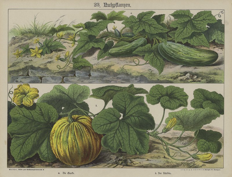 Növények (színes litho) alkotó: German School