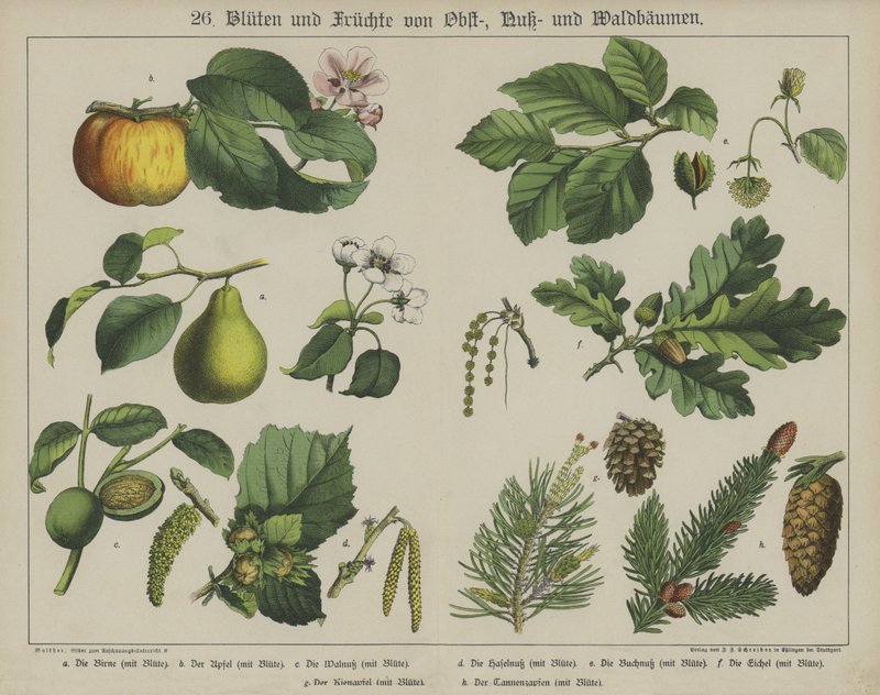 Növények (színes litho) alkotó: German School