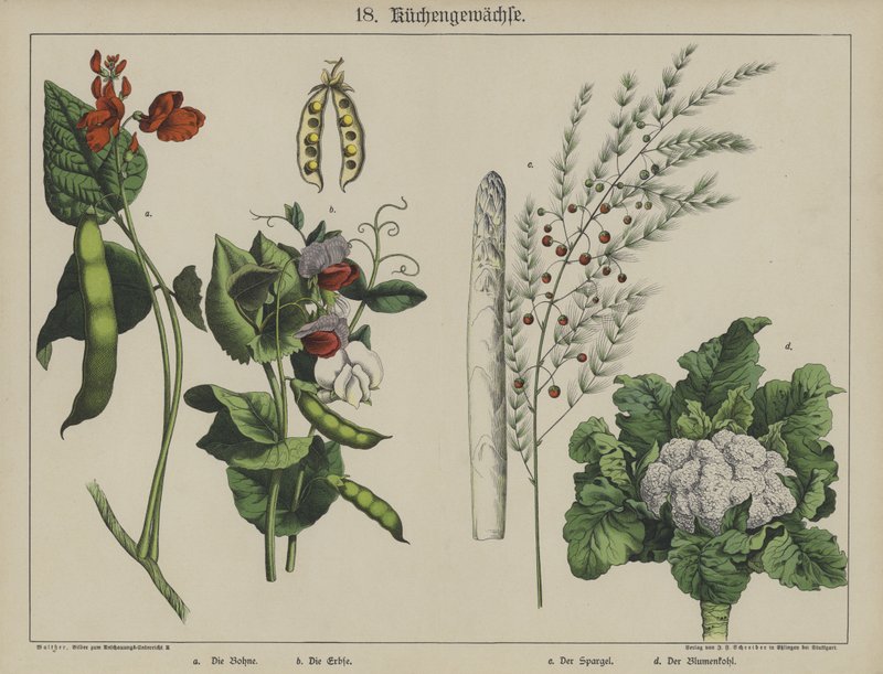 Növények (színes litho) alkotó: German School