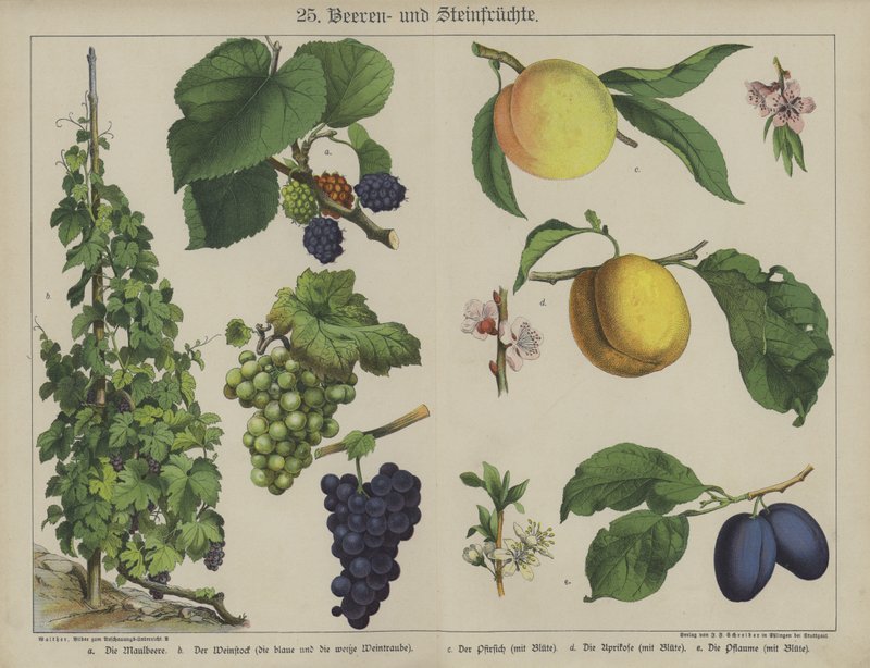 Növények (színes litho) alkotó: German School