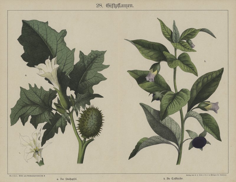 Növények (színes litho) alkotó: German School