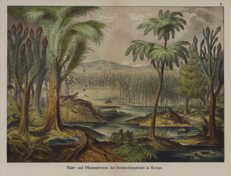 A karbon időszak növényei és állatai Európában (színes litho) alkotó: German School