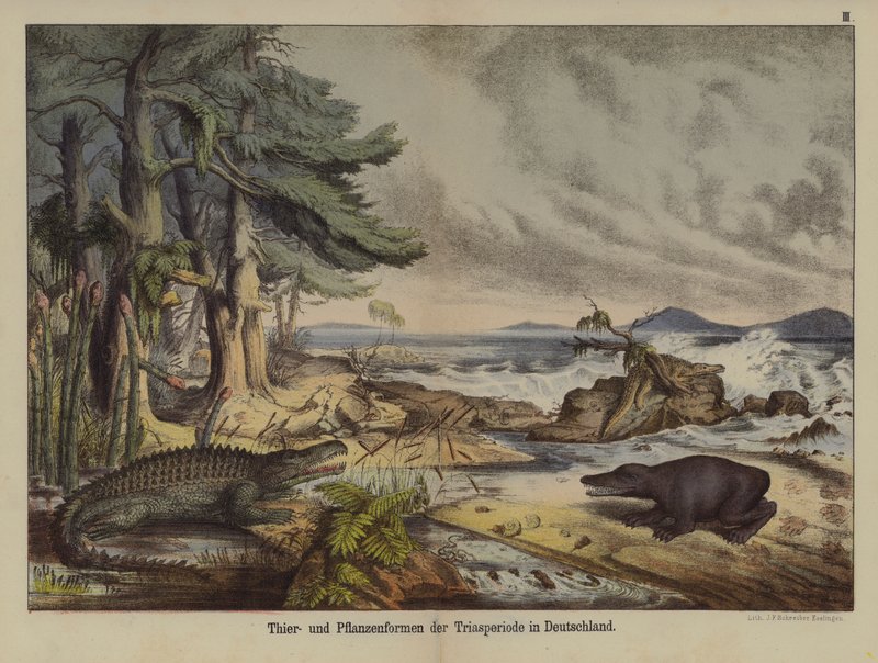 A triász időszak növényei és állatai Németországban (színes litho) alkotó: German School