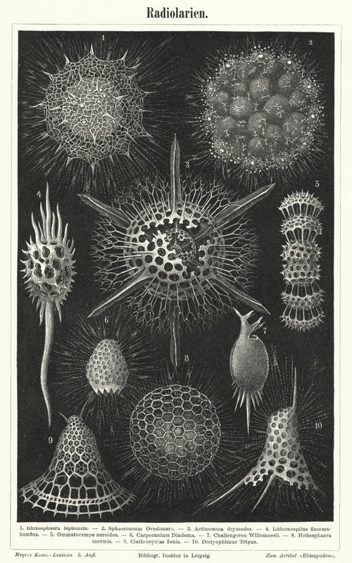 Radiolaria (metszet) alkotó: German School