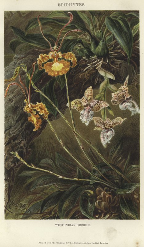 Nyugat-indiai orchideák alkotó: German School