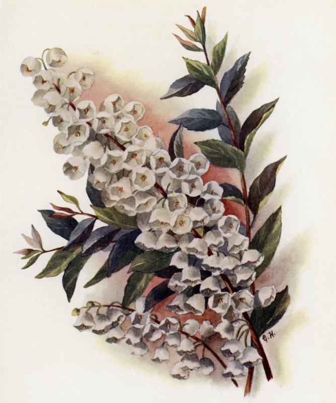 Andromeda Beautiful v Cassinefolia alkotó: Gertrude Hamilton