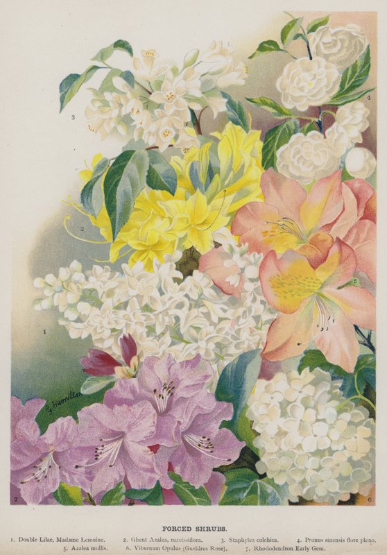Kényszercserjék alkotó: Gertrude Hamilton
