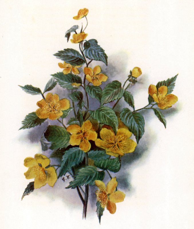 Kerria Japonica alkotó: Gertrude Hamilton