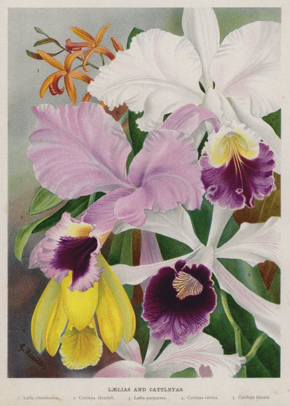 Laelias és Cattleyas alkotó: Gertrude Hamilton
