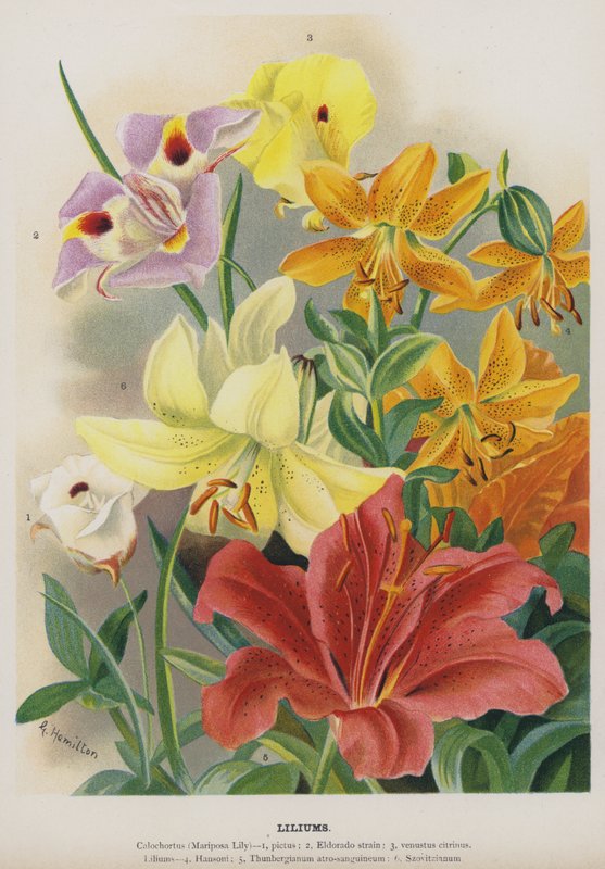 Liliomok alkotó: Gertrude Hamilton