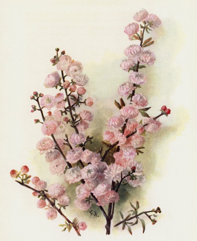 Prunus Sinensis Rosea Plena alkotó: Gertrude Hamilton