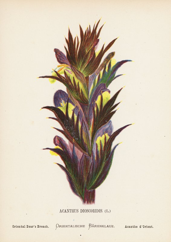 A Szentföld vadvirágai: Acanthus Dioscoridis; Keleti medvehagyma (színes metszet) alkotó: Hannah Zeller