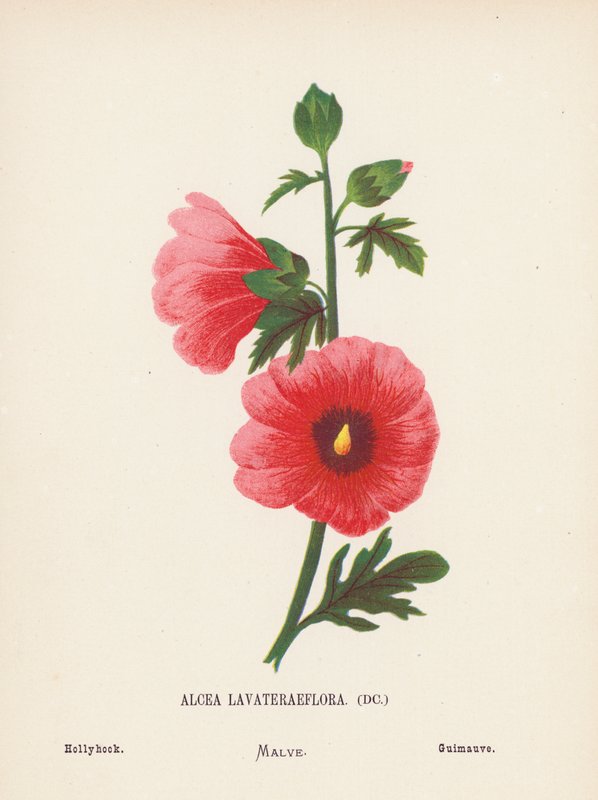 A Szentföld vadvirágai: Alcea Lavateraeflora; Hollyhock (színes metszet) alkotó: Hannah Zeller