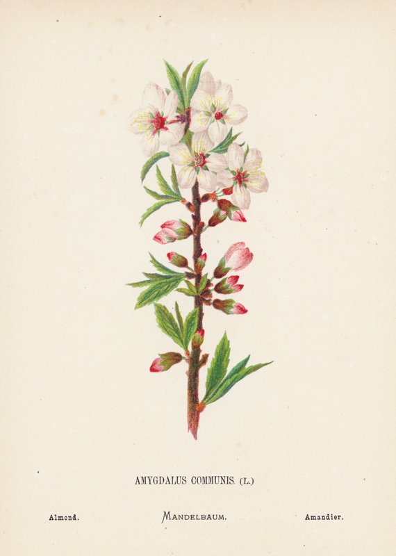 A Szentföld vadvirágai: Amygdalus Communis; Mandula (színes metszet) alkotó: Hannah Zeller