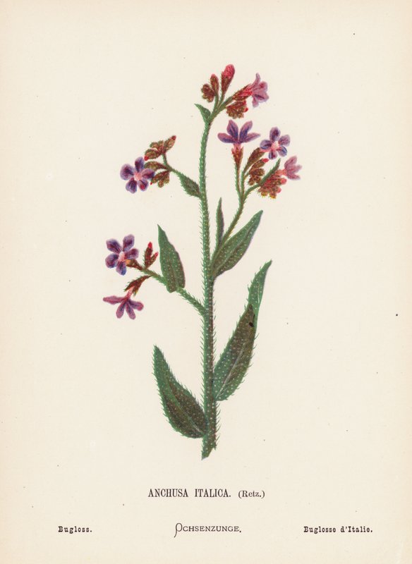 A Szentföld vadvirágai: Bugloss (színes metszet): Anchusa Italica, Retz; Bugloss (színes metszet) alkotó: Hannah Zeller