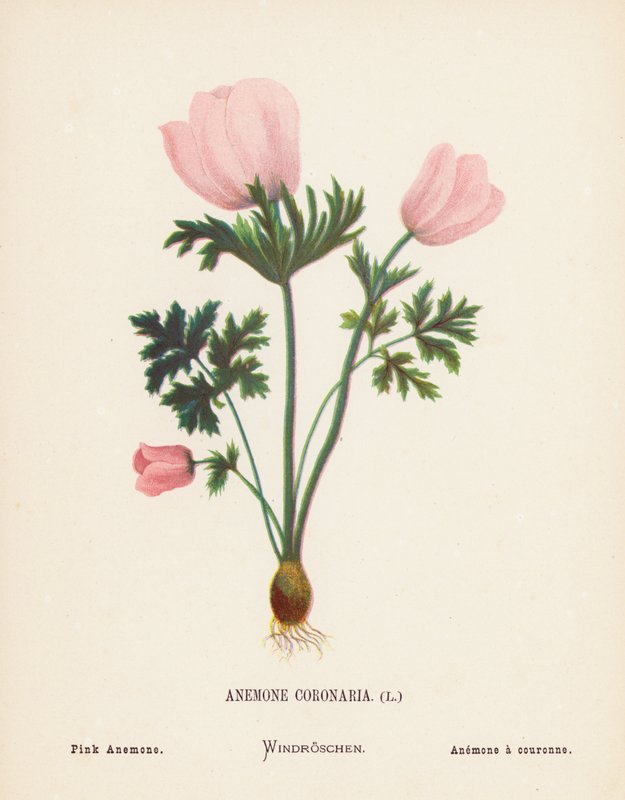 A Szentföld vadvirágai: Anemone Coronaria; Rózsaszín anemone (színes metszet) alkotó: Hannah Zeller