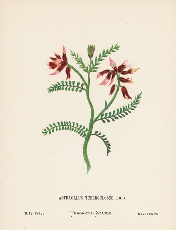 A Szentföld vadvirágai: Astragalus Tuberculosus; Milk Vetch (színes metszet) alkotó: Hannah Zeller