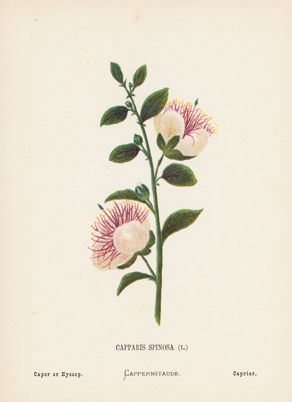 A Szentföld vadvirágai: Capparis Spinosa; Kapor vagy izsóp (színes metszet) alkotó: Hannah Zeller
