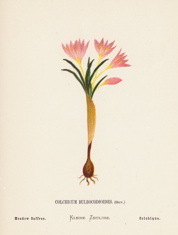 A Szentföld vadvirágai: Colchicum Bulbocodioides, Stev; réti sáfrány (színes metszet) alkotó: Hannah Zeller