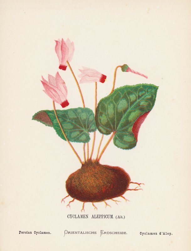 A Szentföld vadvirágai: Cyclamen Aleppicum, Ait; perzsa ciklámen (színes metszet) alkotó: Hannah Zeller