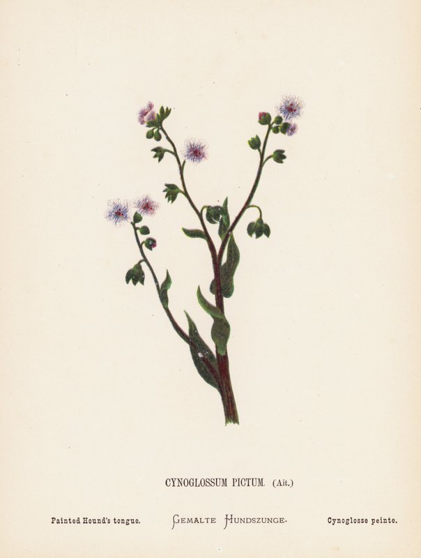 A Szentföld vadvirágai: Cynoglossum Pictum, Ait; festett kutyanyelv (színes metszet) alkotó: Hannah Zeller