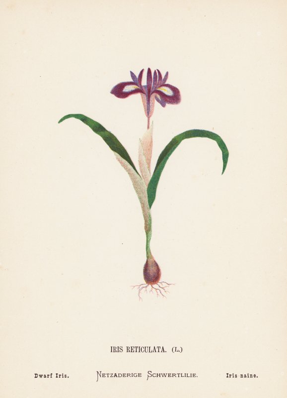 A Szentföld vadvirágai: Iris Reticulata; Törpe írisz (színes metszet) alkotó: Hannah Zeller
