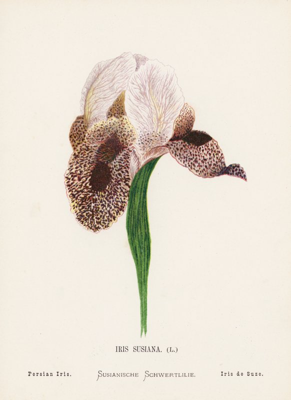A Szentföld vadvirágai: Iris Susiana; Perzsa írisz (színes metszet) alkotó: Hannah Zeller