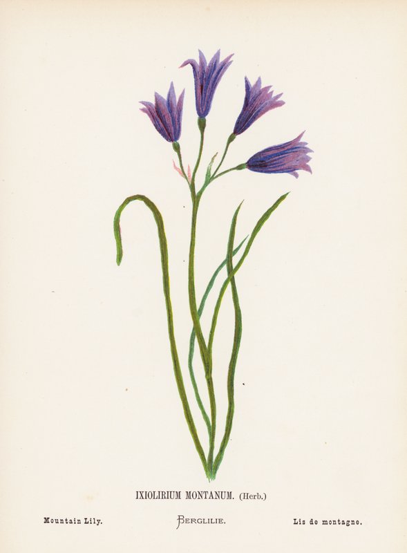 A Szentföld vadvirágai: Ixiolirium Montanum, gyógynövény; hegyi liliom (színes metszet) alkotó: Hannah Zeller