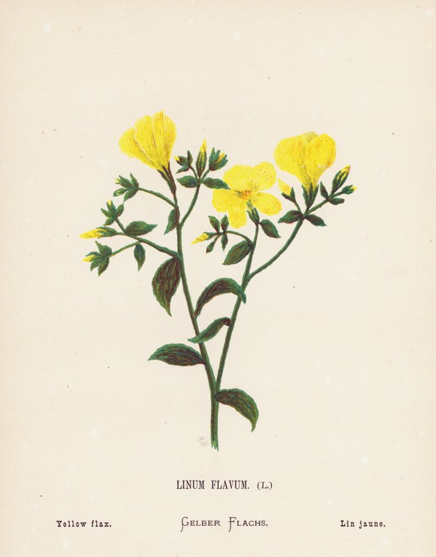 A Szentföld vadvirágai: Linum Flavum; Sárga len (színes metszet) alkotó: Hannah Zeller