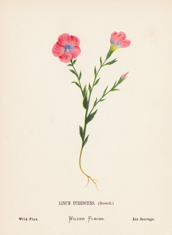 A Szentföld vadvirágai: Linum Pubescens, Russell; Vad len (színes metszet) alkotó: Hannah Zeller