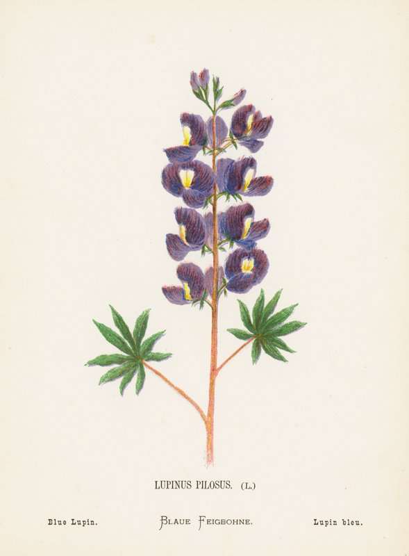 A Szentföld vadvirágai: Lupinus Pilosus; kék lupin (színes metszet) alkotó: Hannah Zeller