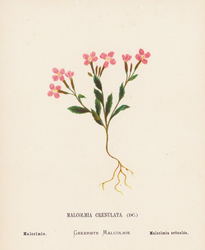 A Szentföld vadvirágai: Malcolmia Crenulata; Malcolmia (színes metszet) alkotó: Hannah Zeller