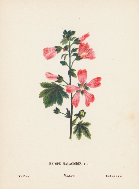 A Szentföld vadvirágai: Malope Malacoides; mályva (színes metszet) alkotó: Hannah Zeller