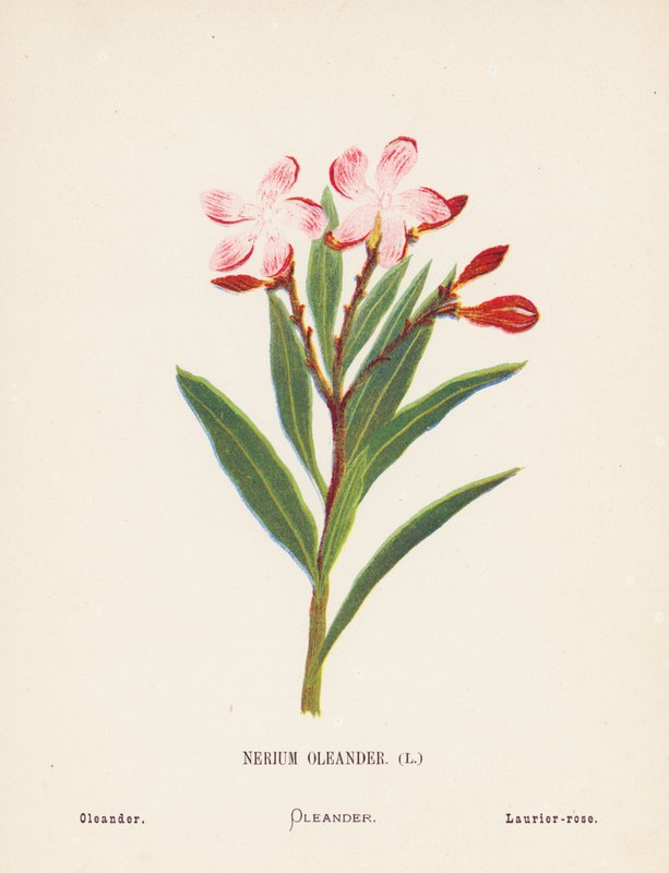 A Szentföld vadvirágai: Oleander (színes metszet) alkotó: Hannah Zeller