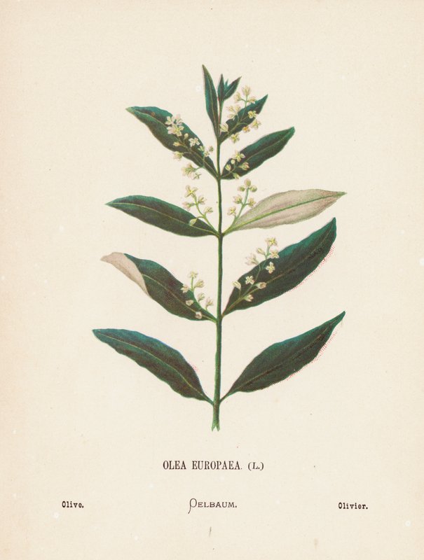 A Szentföld vadvirágai: Olea Europaea; olajbogyó (színes metszet) alkotó: Hannah Zeller