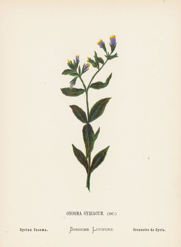 A Szentföld vadvirágai: Onosma Syriacum; szíriai Onosma (színes metszet) alkotó: Hannah Zeller