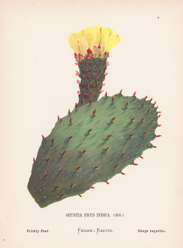 A Szentföld vadvirágai: Opuntia Ficus Indica, Mill; Fügekaktusz (színes metszet) alkotó: Hannah Zeller