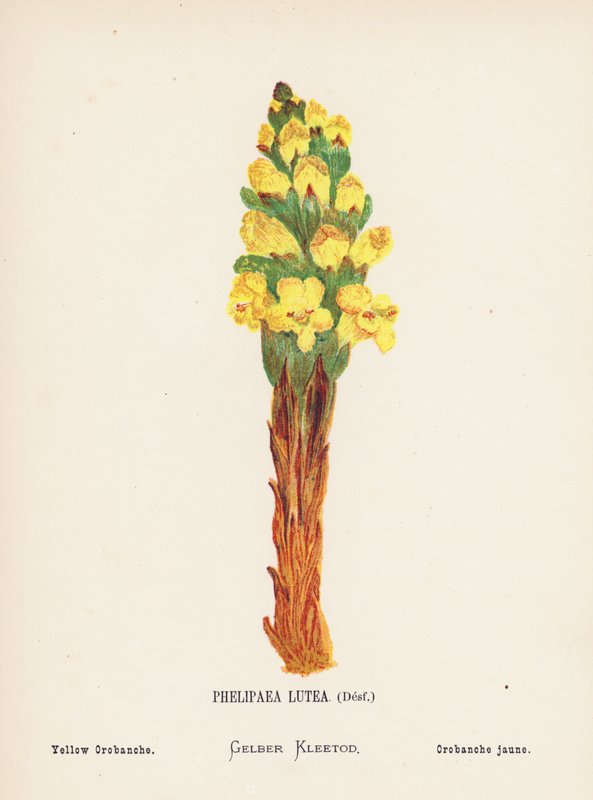 A Szentföld vadvirágai: Phelipaea Lutea, Desf; Sárga Orobanche (színes metszet) alkotó: Hannah Zeller