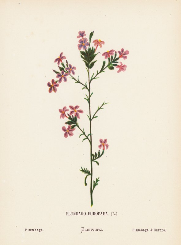 A Szentföld vadvirágai: Plumbago Europaea; Plumbago (színes metszet) alkotó: Hannah Zeller