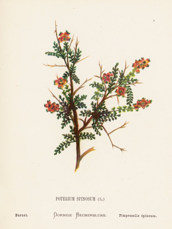 A Szentföld vadvirágai: Burnet (színes metszet): Poterium Spinosum; Burnet (színes metszet) alkotó: Hannah Zeller