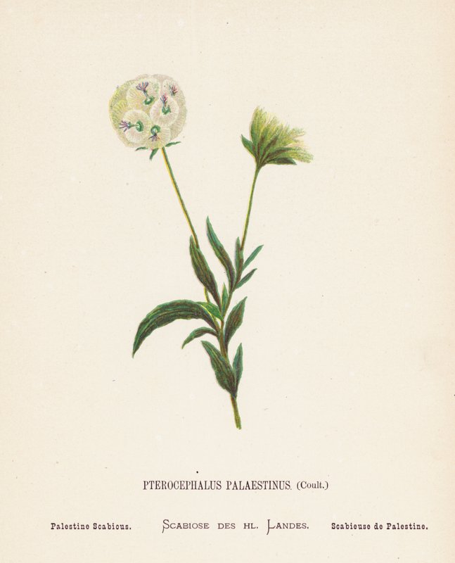 A Szentföld vadvirágai: Pterocephalus Palaestinus, Coult; Palestine Scabious (színes metszet) alkotó: Hannah Zeller