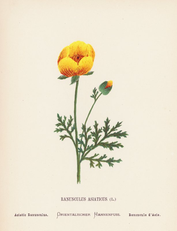A Szentföld vadvirágai: Ranunculus Asiaticus; Ázsiai Ranunculus (színes metszet) alkotó: Hannah Zeller