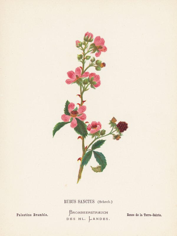 A Szentföld vadvirágai: Rubus Sanctus, Schreb; Palesztinai szeder (színes metszet) alkotó: Hannah Zeller