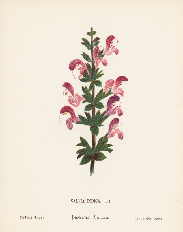 A Szentföld vadvirágai: Salvia Indica; Indiai zsálya (színes metszet) alkotó: Hannah Zeller