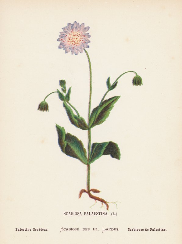 A Szentföld vadvirágai: Scabiosa Palaestina; Palestine Scabious (színes metszet) alkotó: Hannah Zeller