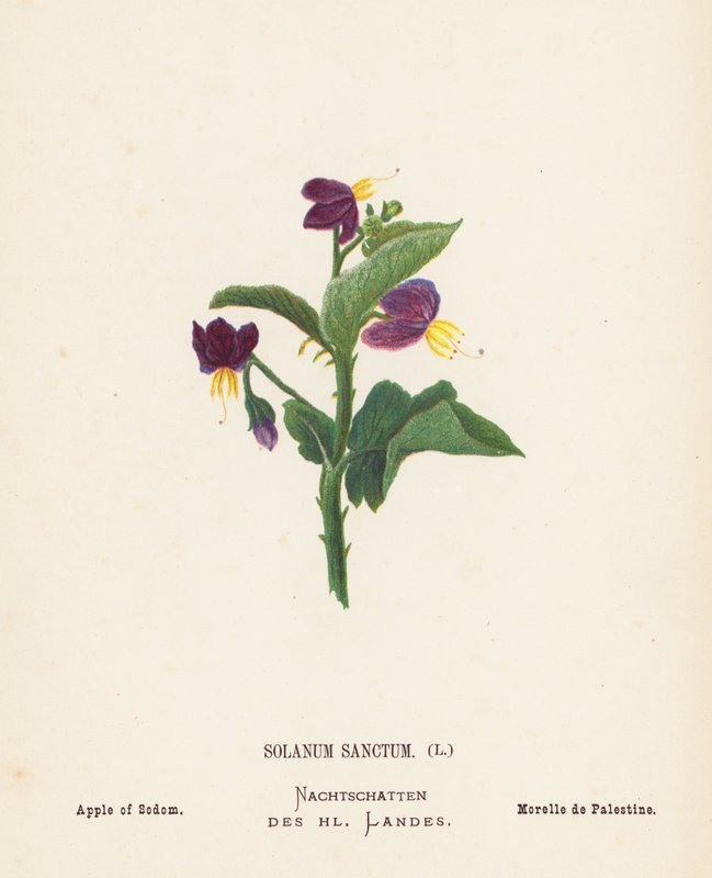 A Szentföld vadvirágai: Solanum Sanctum; Szodoma almája (színes metszet) alkotó: Hannah Zeller