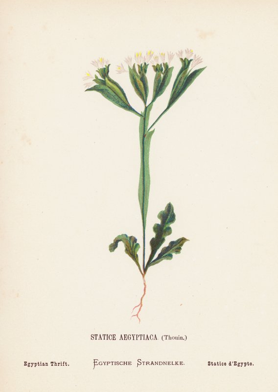 A Szentföld vadvirágai: Statice Aegyptiaca, Thouin; Egyiptomi Takarék (színes metszet) alkotó: Hannah Zeller