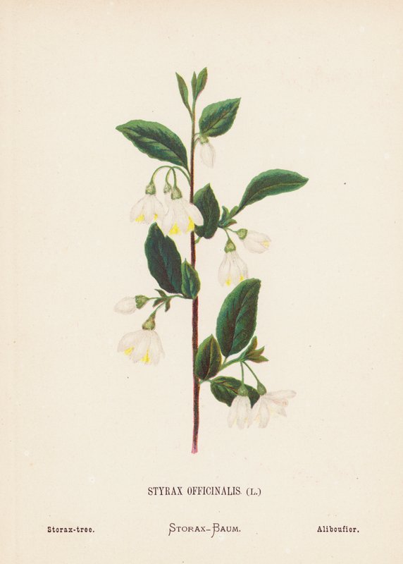 A Szentföld vadvirágai: Styrax Officinalis; Storax-fa (színes metszet) alkotó: Hannah Zeller