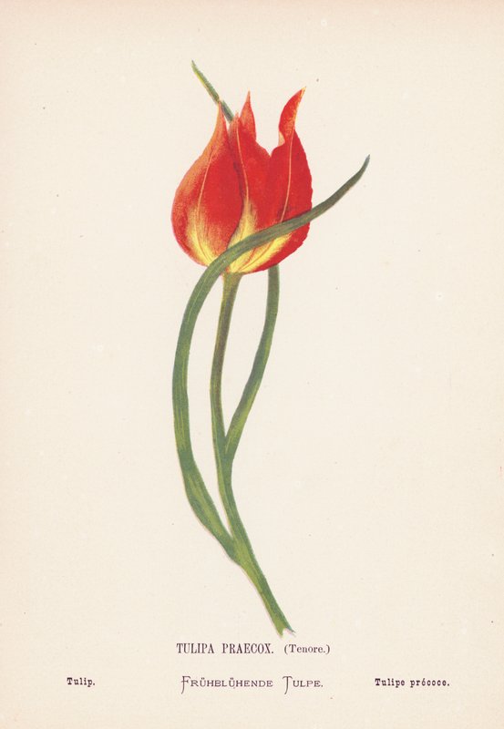 A Szentföld vadvirágai: Tulipán (színes metszet): Tulipa Praecox, Tenore; Tulipán (színes metszet) alkotó: Hannah Zeller