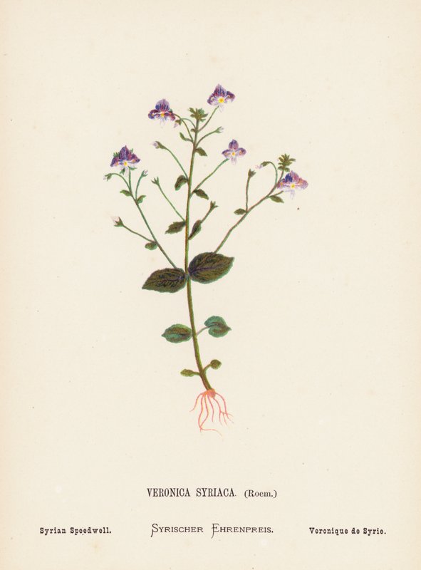 A Szentföld vadvirágai: Veronica Syriaca, Roem; szíriai mézeskalács (színes metszet) alkotó: Hannah Zeller